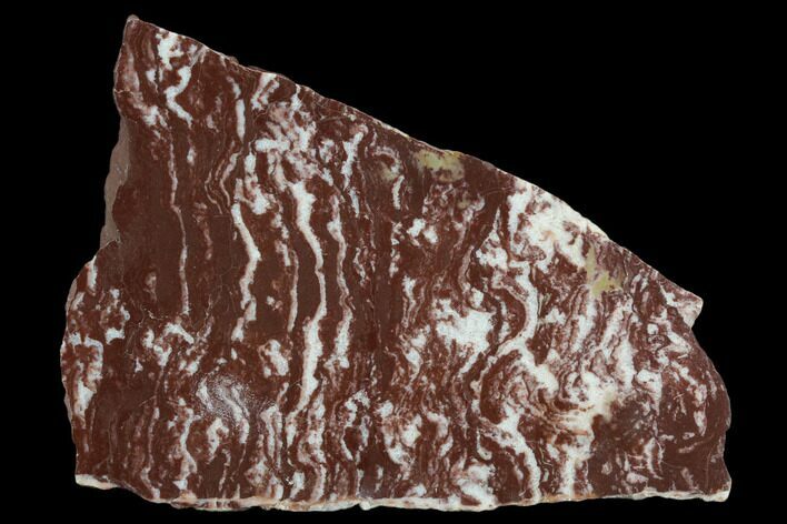 Polished Stromatolite (Gongylina) Slab - Billion Years #129178